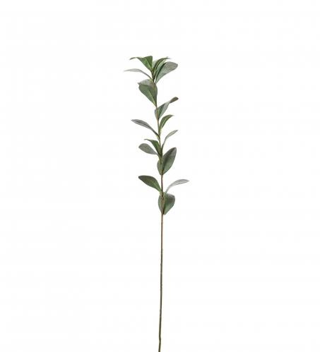 Ruscus - Gr - 77 cm - www.frokenfraken.se