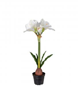 Amaryllis i kruka - Vit - 50 cm - www.frokenfraken.se