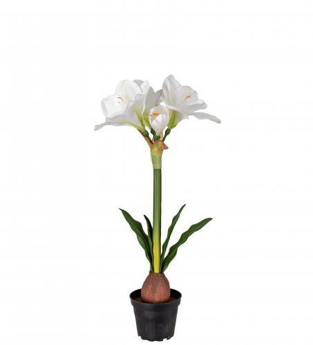 Amaryllis i kruka - Vit - 50 cm - www.frokenfraken.se