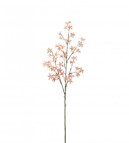 Saxifraga - Persika - 75 cm - www.frokenfraken.se