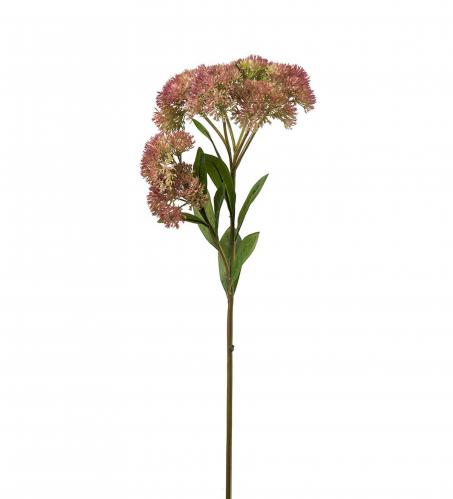 Sedum - Grn - 65 cm - www.frokenfraken.se