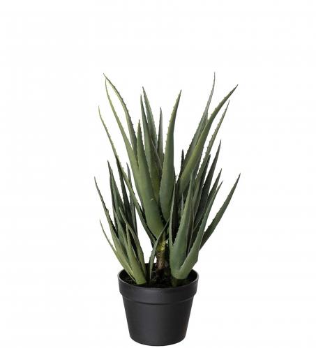 Aloe - Grn - 58 cm - www.frokenfraken.se