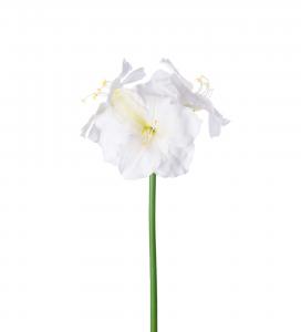 Amaryllis - Cream - 65 cm - www.frokenfraken.se