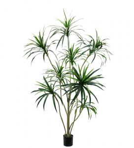 Dracena - Grön - 240 cm - www.frokenfraken.se