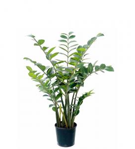 Zamifolia i kruka - Grön - 130 cm - www.frokenfraken.se