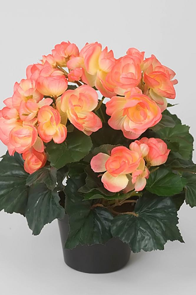 Begonia - Rosa - 28 cm från Mr Plant  kr - Fröken Fräken