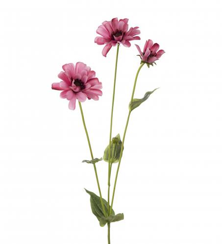 Zinnia - Rosa - 65 cm - www.frokenfraken.se