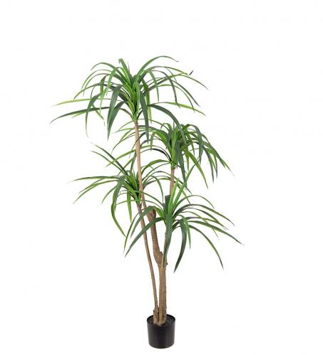 Dracena - Grn - 150 cm - www.frokenfraken.se