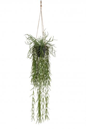 Rhipsalis - Grn - 95 cm - www.frokenfraken.se