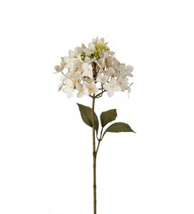 Hortensia - Cream - 65 cm - www.frokenfraken.se