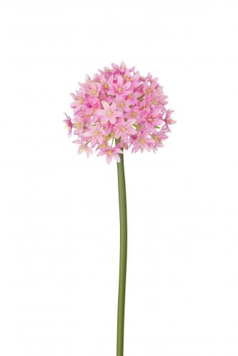 Allium - Rosa - 90 cm - www.frokenfraken.se