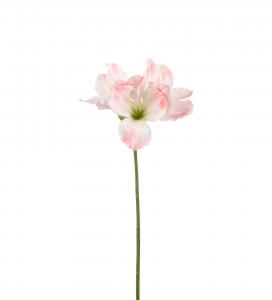 Amaryllis - Rosa - 63 cm - www.frokenfraken.se