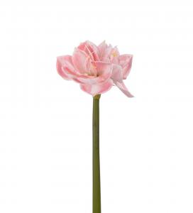 Amaryllis - Rosa - 60 cm - www.frokenfraken.se