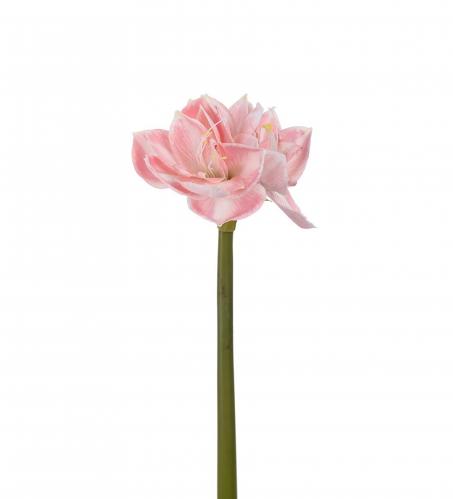 Amaryllis - Rosa - 60 cm - www.frokenfraken.se