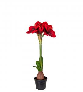 Amaryllis i kruka - Röd - 50 cm - www.frokenfraken.se