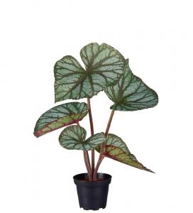 Rexbegonia - Grön - 35 cm - www.frokenfraken.se