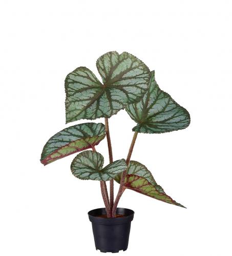 Rexbegonia - Grn - 35 cm - www.frokenfraken.se