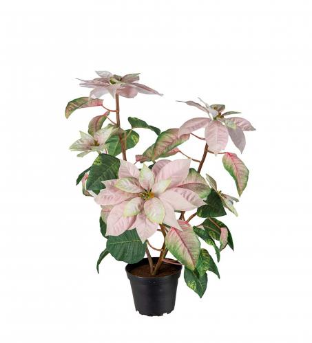 Hststjrna i kruka - Rosa - 45 cm - www.frokenfraken.se