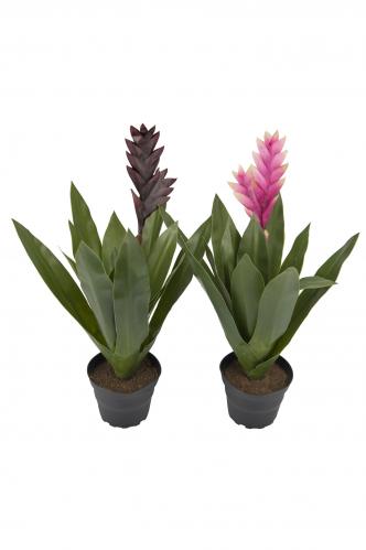 MIX - Bromelia - Mix - 40 cm - www.frokenfraken.se