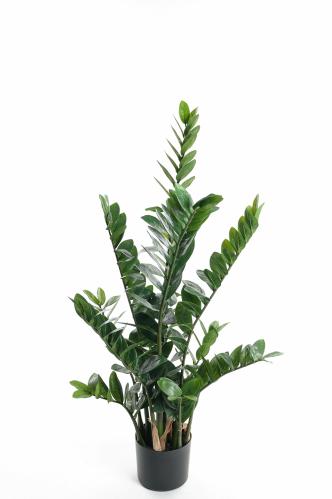 Zamifolia - - 110 cm - www.frokenfraken.se