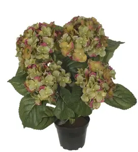 Hortensia - Grön - 37 cm - www.frokenfraken.se