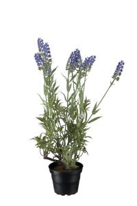 Lavendel - Lila - 45 cm - www.frokenfraken.se