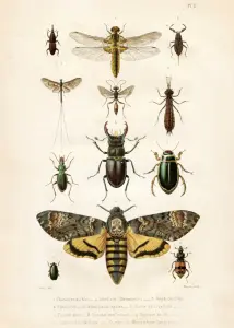 Poster - Vintage - Insekter - 50 x 70 cm - www.frokenfraken.se