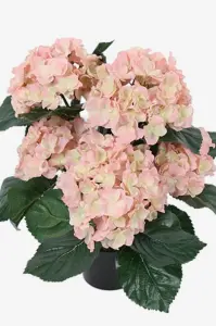 Hortensia - Rosa - 37 cm - www.frokenfraken.se