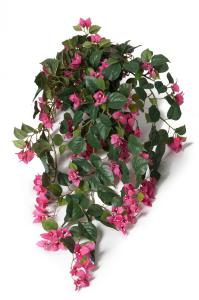 Bougainvillea - Rosa - 80 cm - www.frokenfraken.se