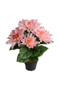 Dahlia - Rosa - 30 cm - www.frokenfraken.se