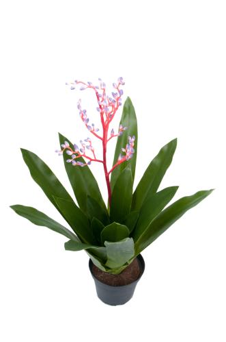 Bromelia - Lila - 40 cm - www.frokenfraken.se