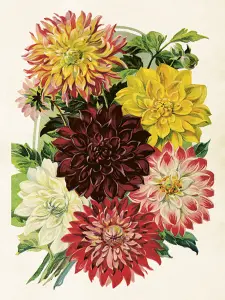 Poster - Vintage - Dahlia - 18 x 24 cm - www.frokenfraken.se