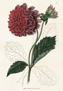 Poster - Vintage - Dahlia - 70 x 100 cm - www.frokenfraken.se