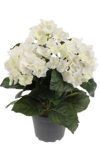 Hortensia - Vit - 30 cm - www.frokenfraken.se