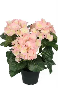 Hortensia - Rosa - 30 cm - www.frokenfraken.se