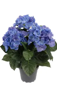 Hortensia - Blå - 30 cm - www.frokenfraken.se