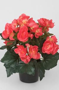 Begonia - Rosa - 28 cm - www.frokenfraken.se