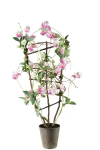 Luktärt i kruka - Rosa - 90 cm - www.frokenfraken.se