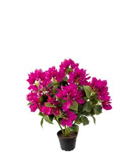 Bougainvillea - Cerise - 40 cm - www.frokenfraken.se