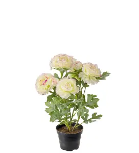 Ranuncel - Rosa - 30 cm - www.frokenfraken.se