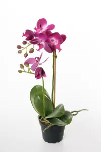 Phalaenopsis - Lila - 39 cm - www.frokenfraken.se