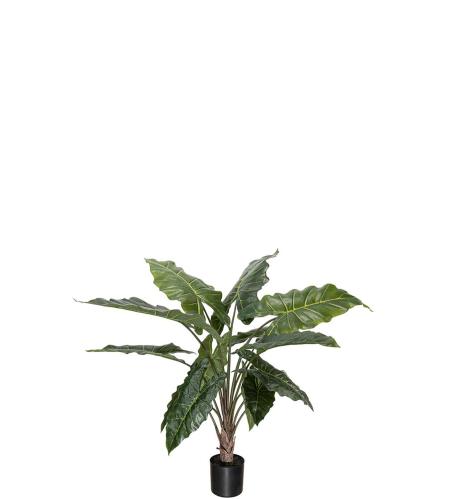 Alocasia - Grön - 90 cm - www.frokenfraken.se