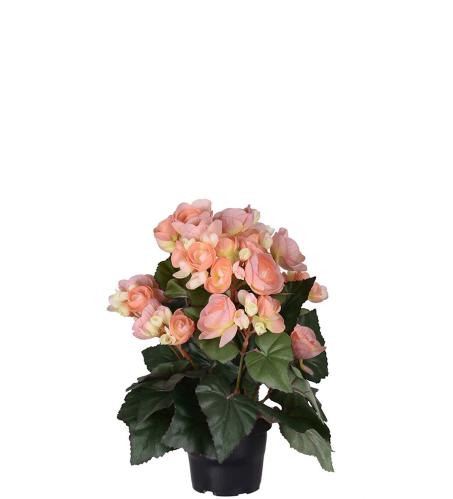 Begonia - Aprikos - 28 cm - www.frokenfraken.se