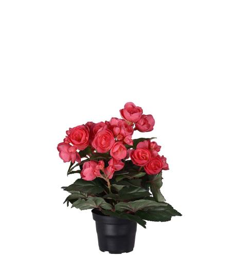 Begonia - Fuchsia - 28 cm - www.frokenfraken.se