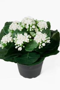 Kalanchoe - Vit - 20 cm - www.frokenfraken.se