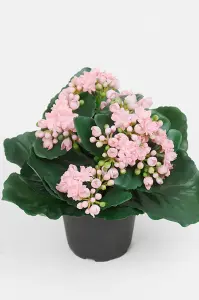 Kalanchoe - Rosa - 20 cm - www.frokenfraken.se