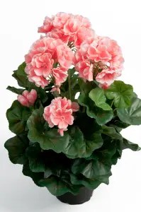 Pelargon - Rosa - 35 cm - www.frokenfraken.se