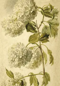 Poster - Vintage - Hortensia - 35 x 50 cm - www.frokenfraken.se