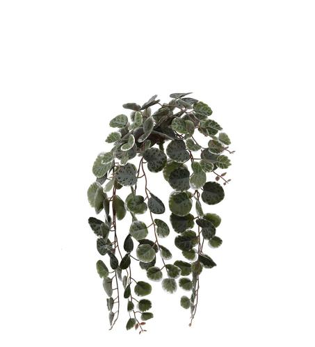 Peperomia - Grön - 45 cm - www.frokenfraken.se