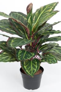 Maranta - Grön - 48 cm - www.frokenfraken.se